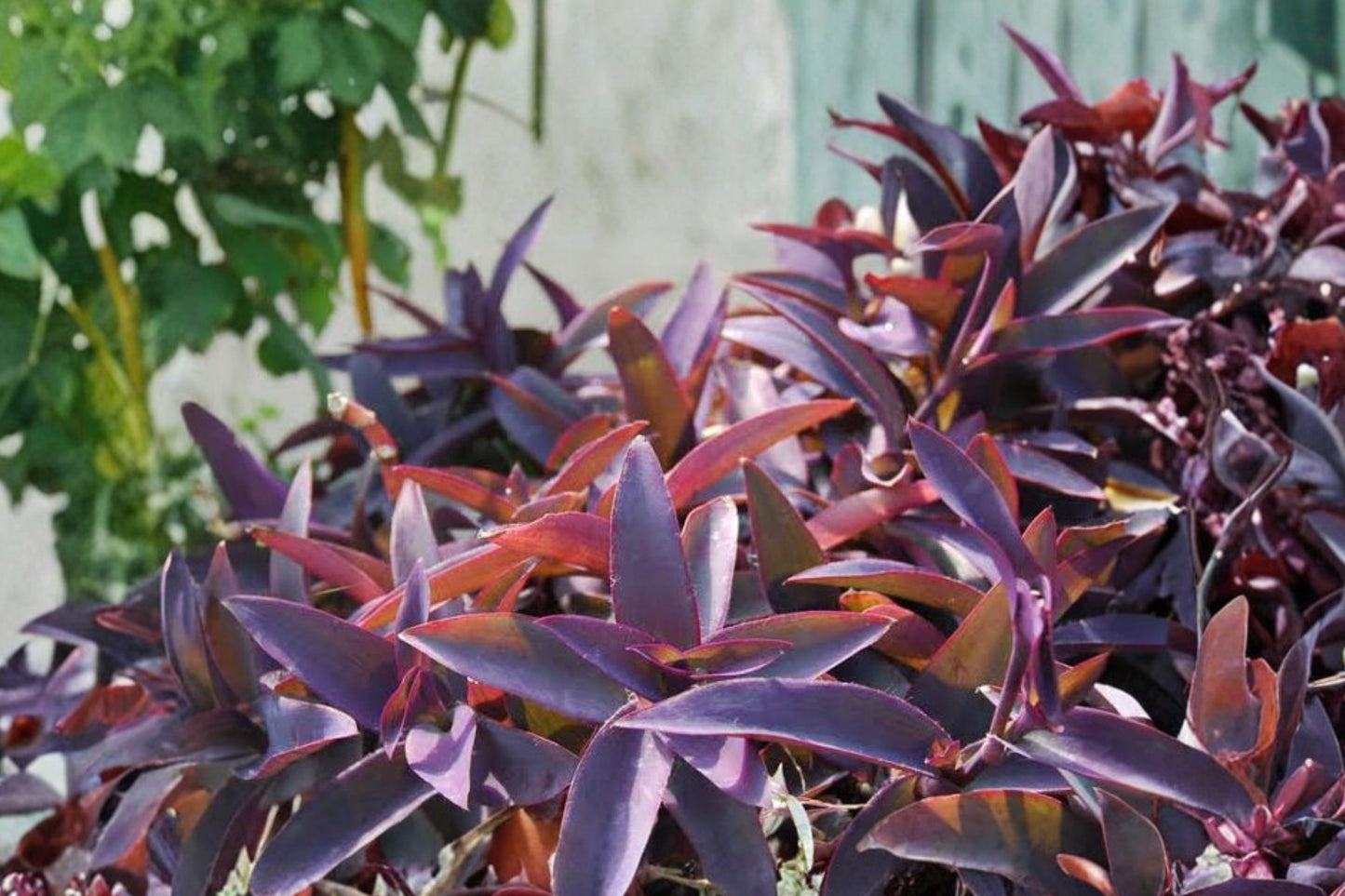 Purple Heart Tradescantia Live Plant | Tradescantia pallida | Purple Queen Trailing Starter Plant