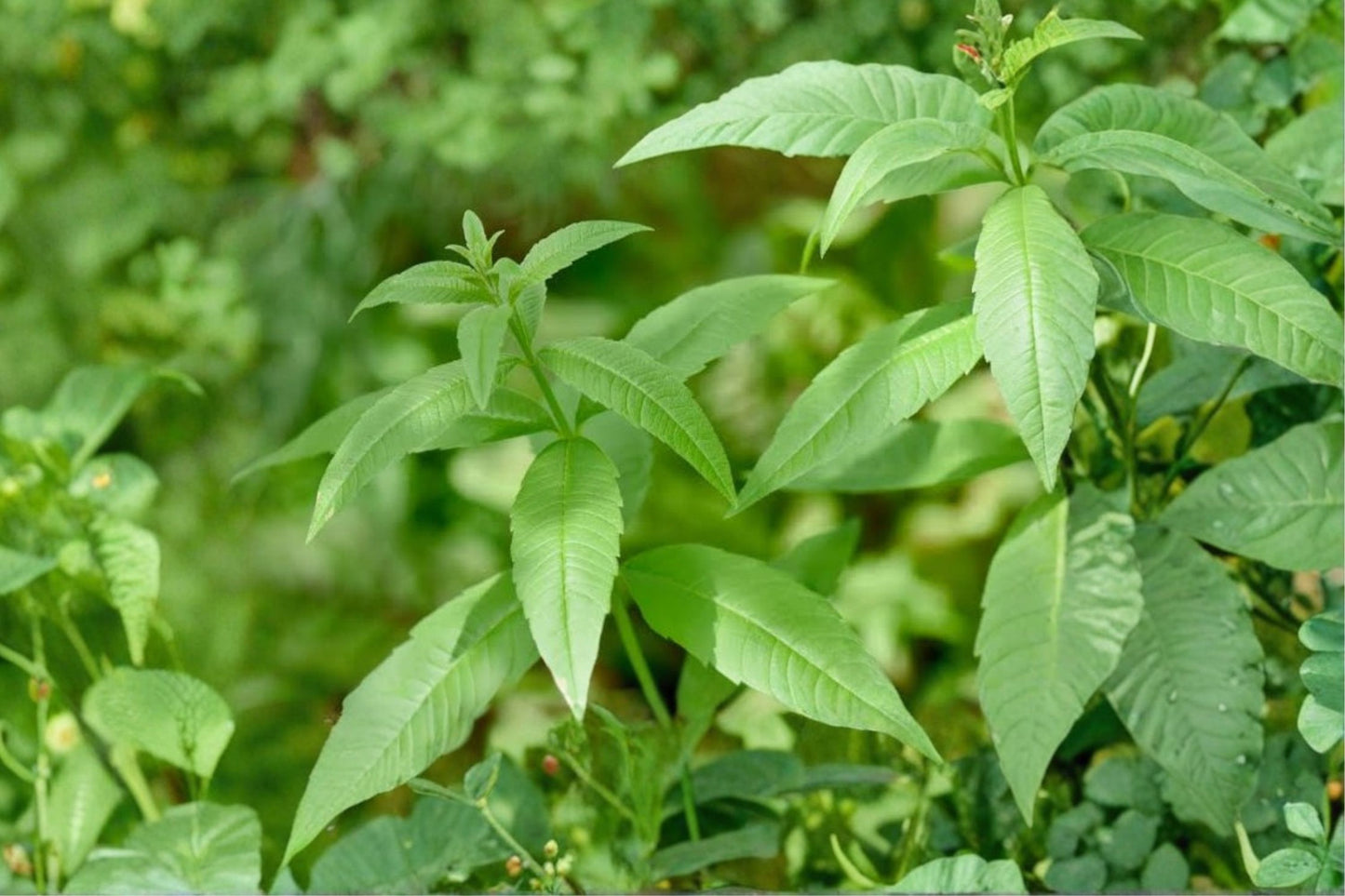 Lemon Verbena Live Plant | Aloysia citrodora | Fragrant Culinary Herb Starter Plant for Tea & Cooking