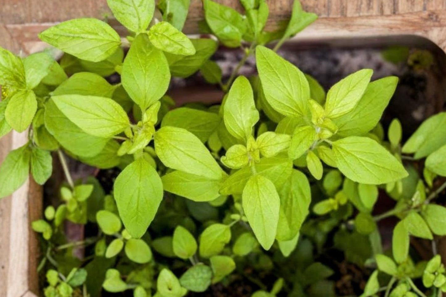 Golden Oregano Live Plant | Origanum vulgare 'Aureum' | Golden Culinary Herb Starter Plant