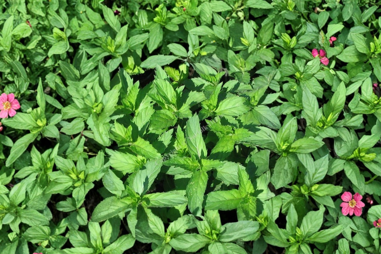 Swiss Mint Live Plant | Mentha Hybrid | Fragrant Culinary Herb Starter Plant for Tea & Cooking