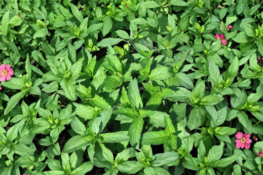 Swiss Mint Live Plant | Mentha Hybrid | Fragrant Culinary Herb Starter Plant for Tea & Cooking