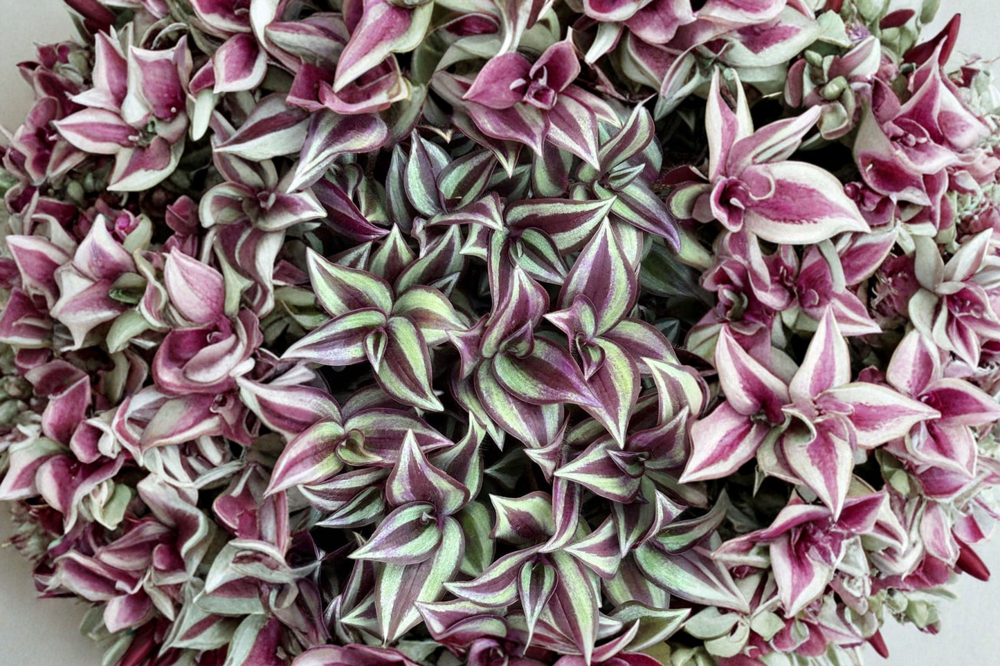 Purple Wandering Jew Live Plant | Tradescantia zebrina | Purple Trailing Houseplant Starter Plant