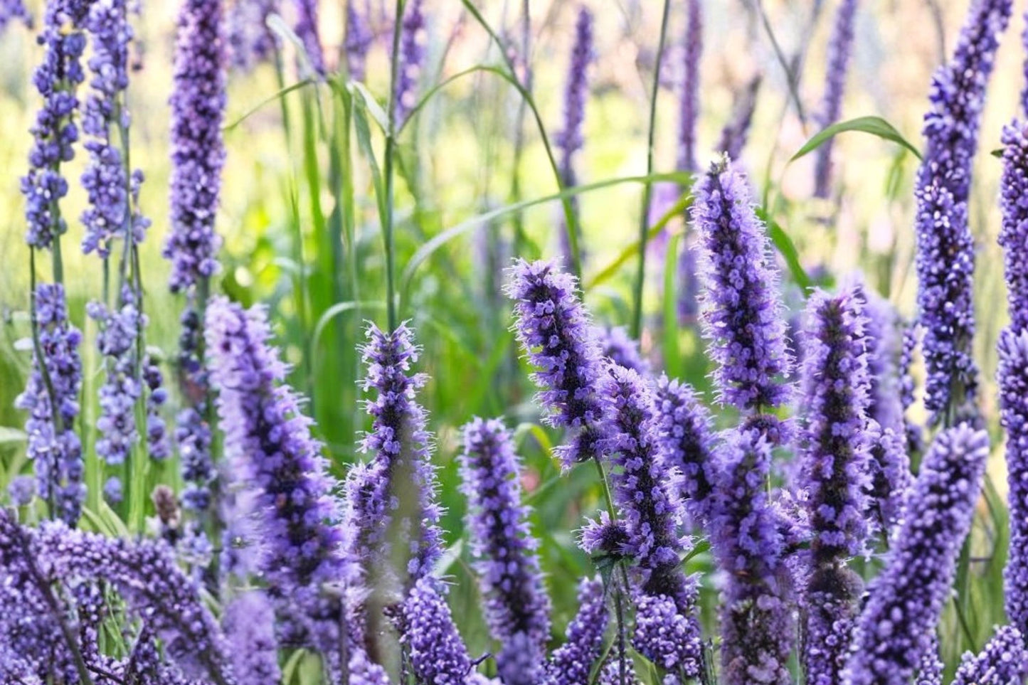 Sprite Blue Hyssop Live Plant | Hyssopus officinalis 'Sprite Blue' | Fragrant Pollinator Herb Starter Plant