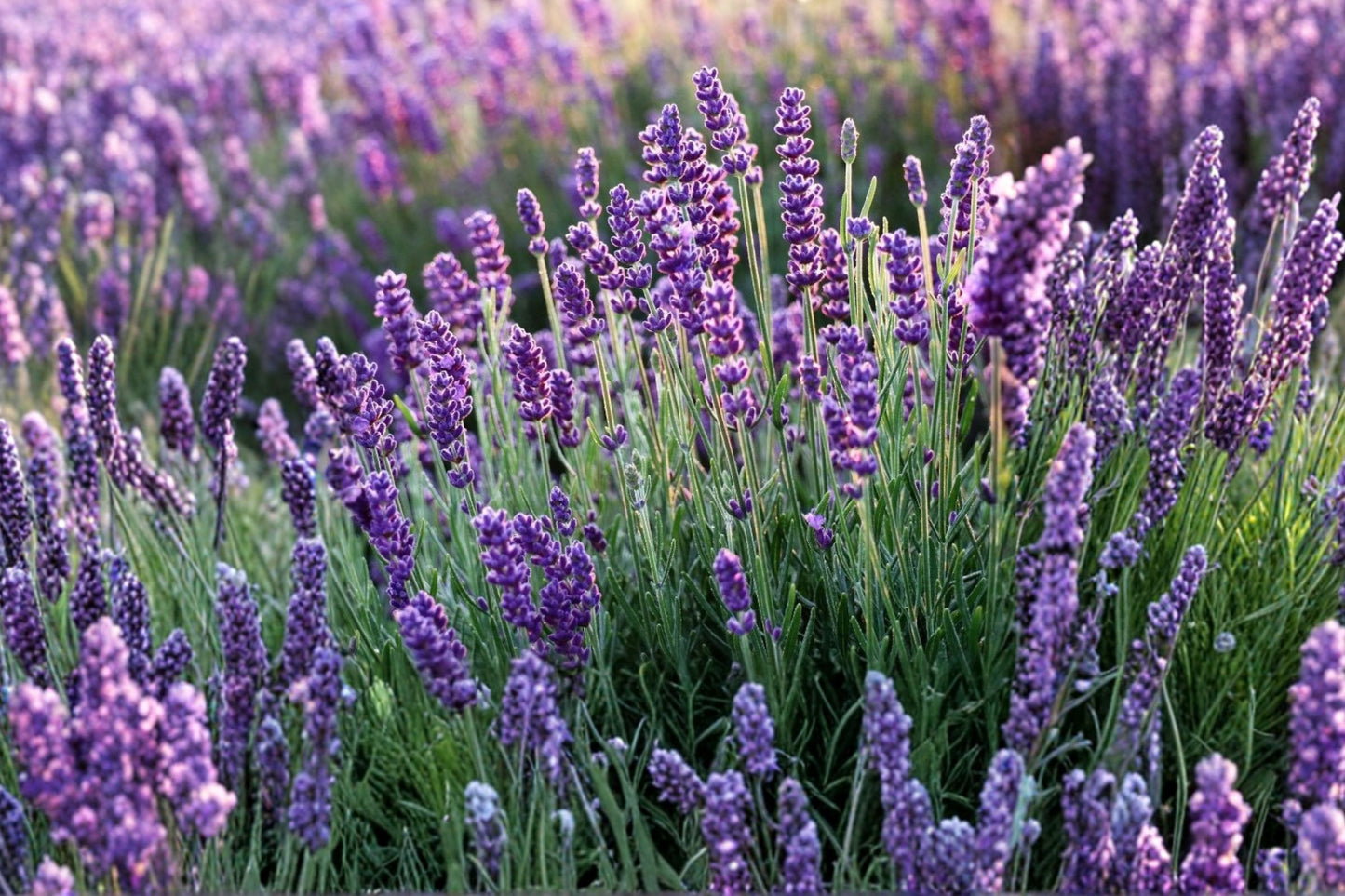 Goodwin Creek Lavender Live Plant | Lavandula × ginginsii | Fragrant Lavender Starter Plant