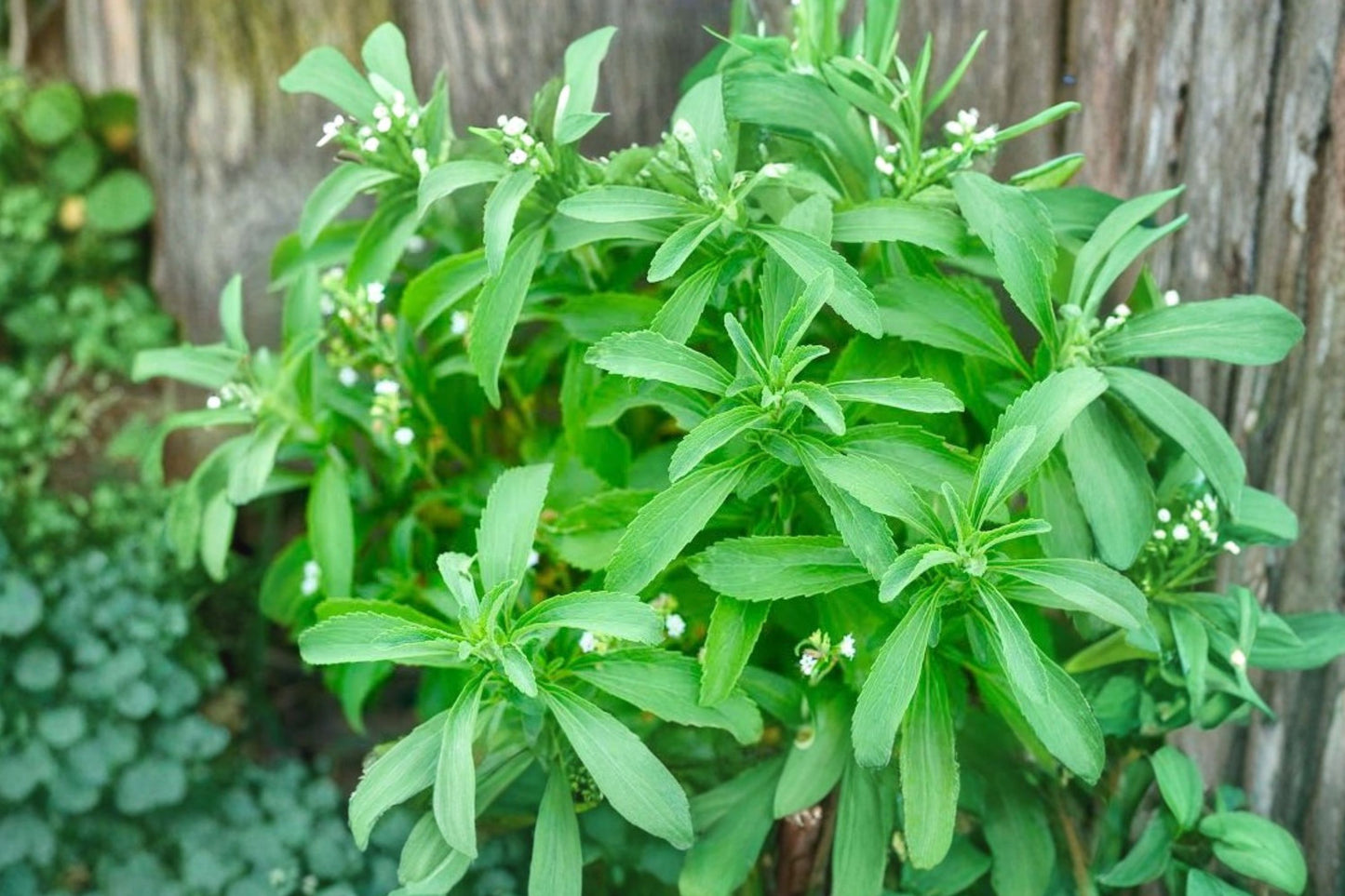 Stevia Live Plant | Stevia rebaudiana | Natural Sweetener Herb Starter Plant for Tea & Cooking