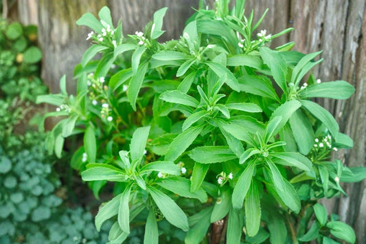 Stevia Live Plant | Stevia rebaudiana | Natural Sweetener Herb Starter Plant for Tea & Cooking