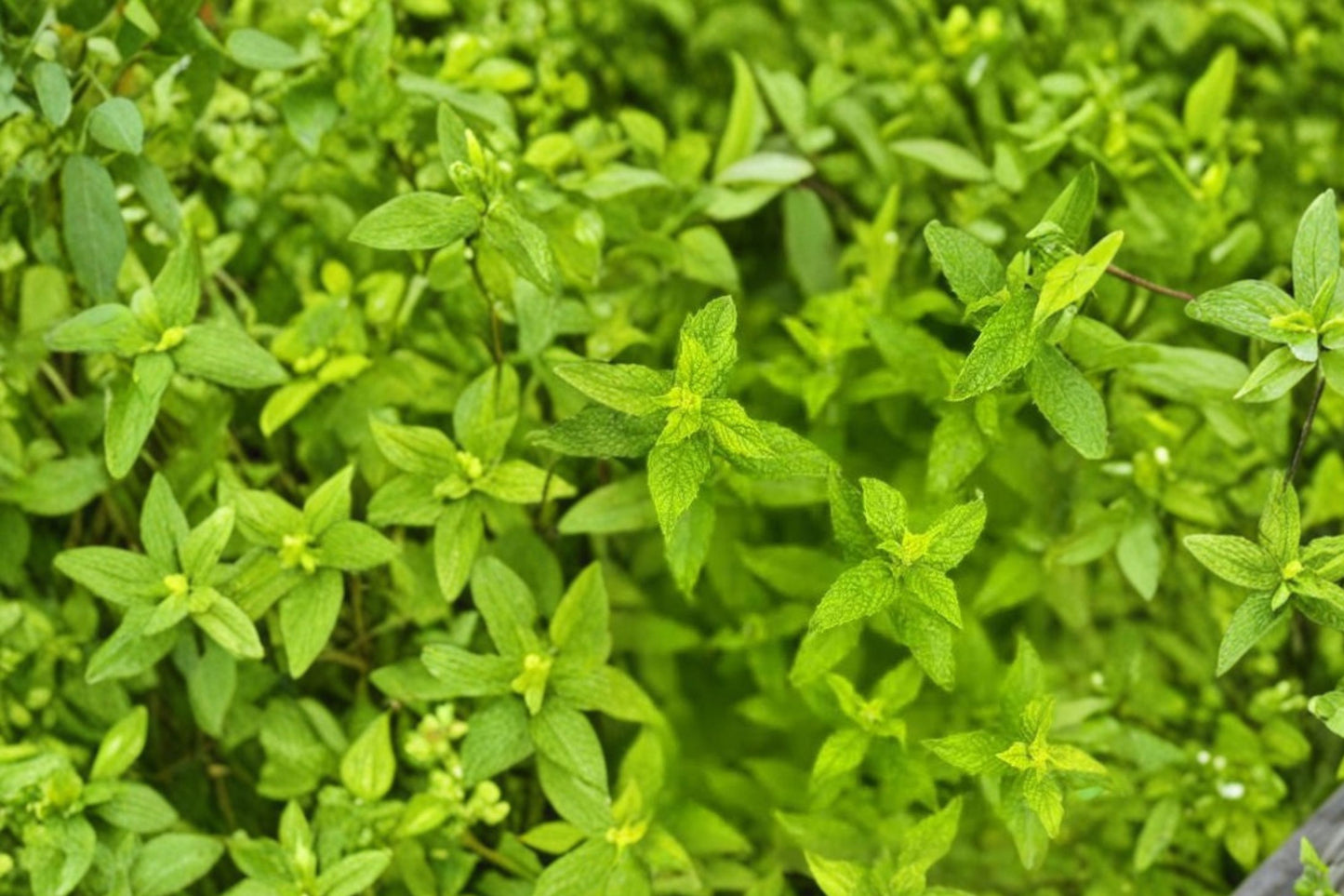 Scotch Mint Live Plant | Mentha × gracilis | Spearmint-Flavored Culinary Herb Starter Plant