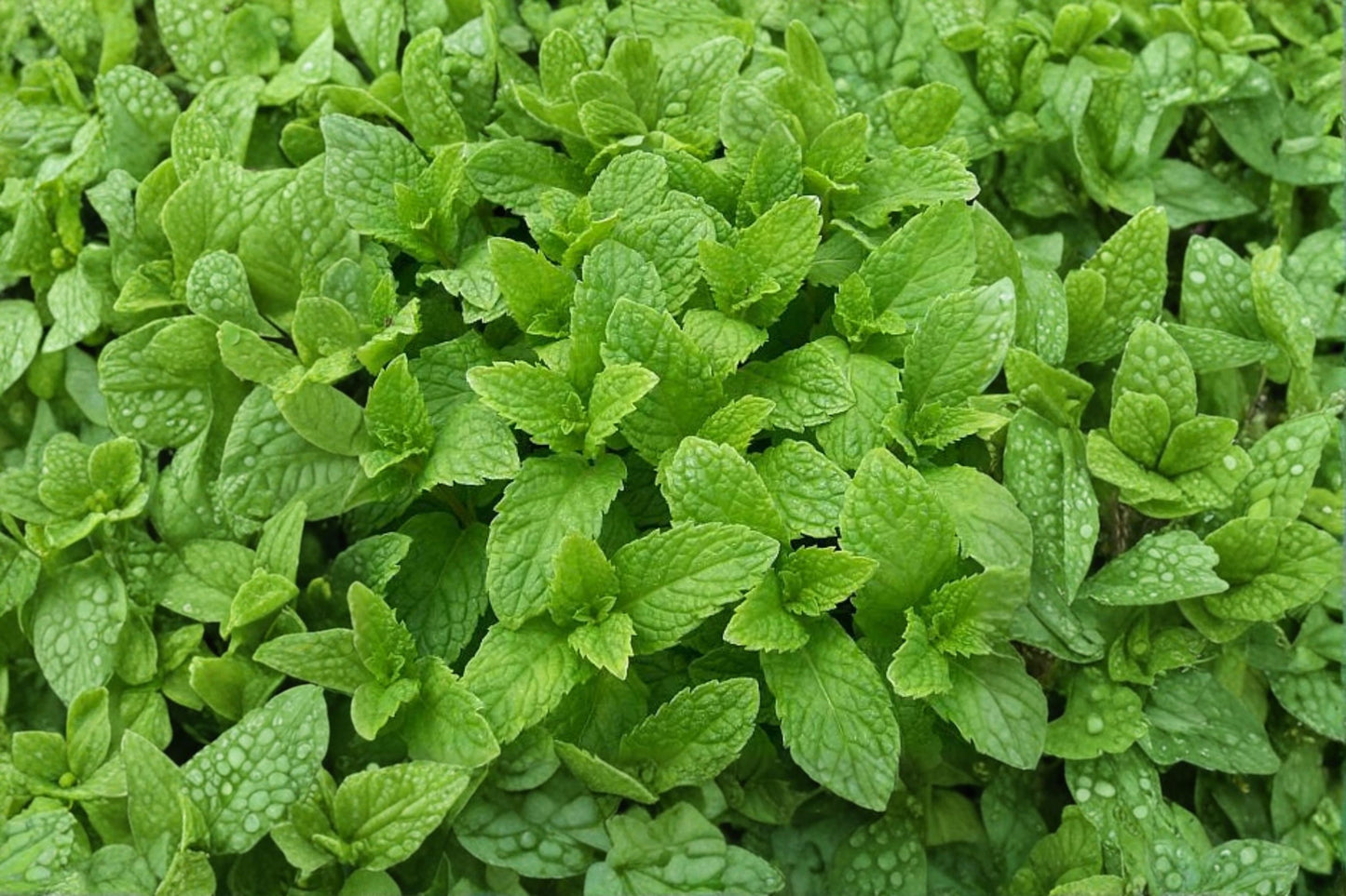 Kentucky Colonel Mint Live Plant | Mentha spicata 'Kentucky Colonel' | Spearmint Herb Starter Plant