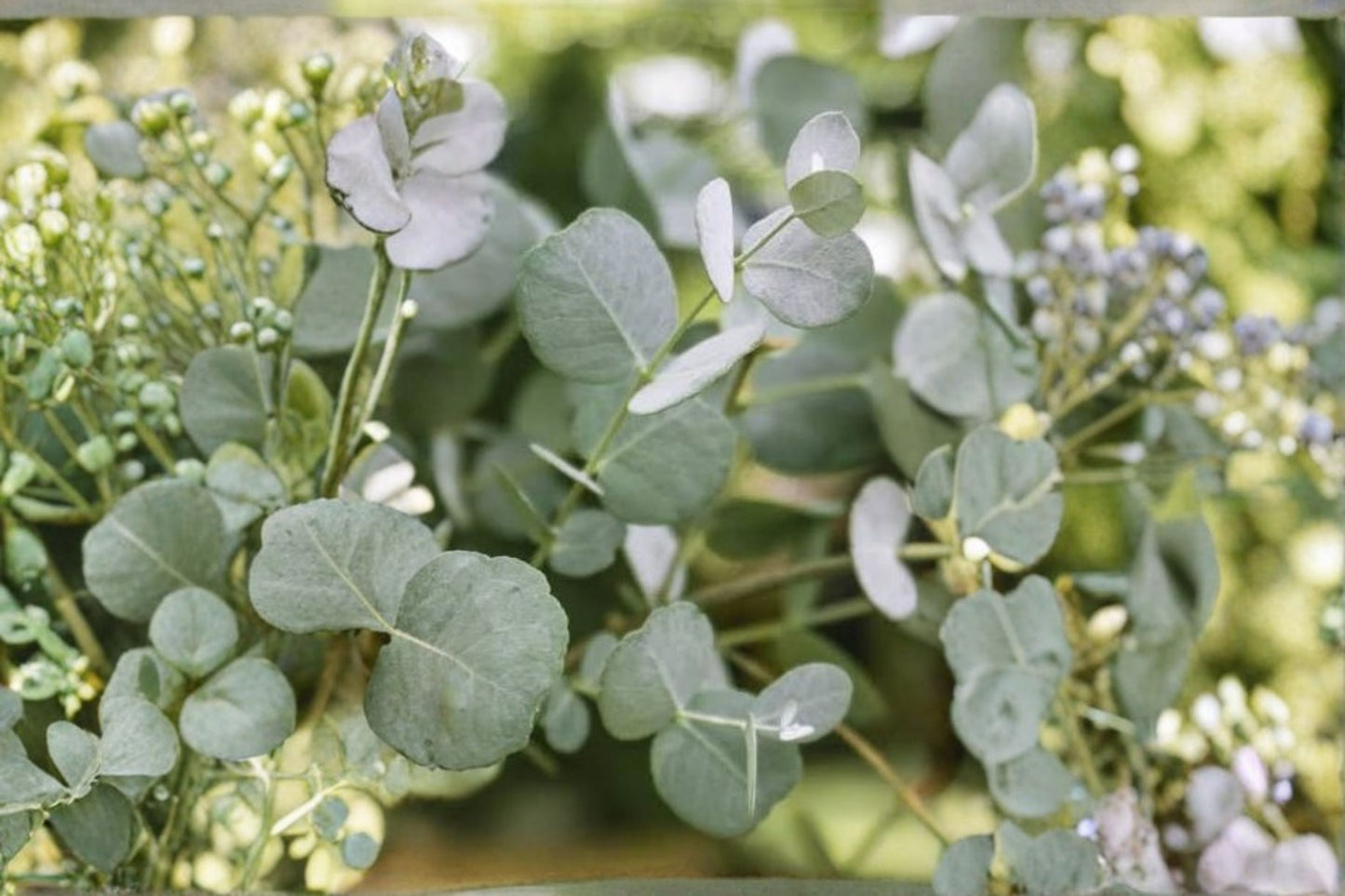 Eucalyptus 'Styx' Live Plant | Eucalyptus globulus 'Styx' | Fragrant Silver Blue Starter Tree