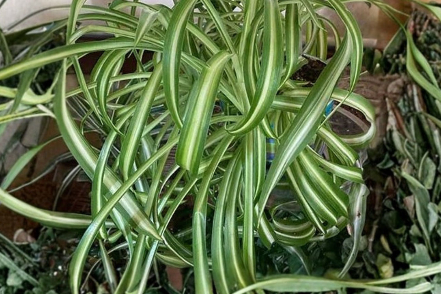 Spider Plant Live Plant | Chlorophytum comosum | Easy Care Air Purifying Houseplant Starter