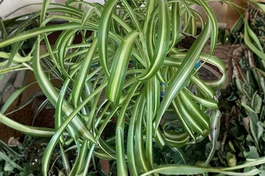 Spider Plant Live Plant | Chlorophytum comosum | Easy Care Air Purifying Houseplant Starter