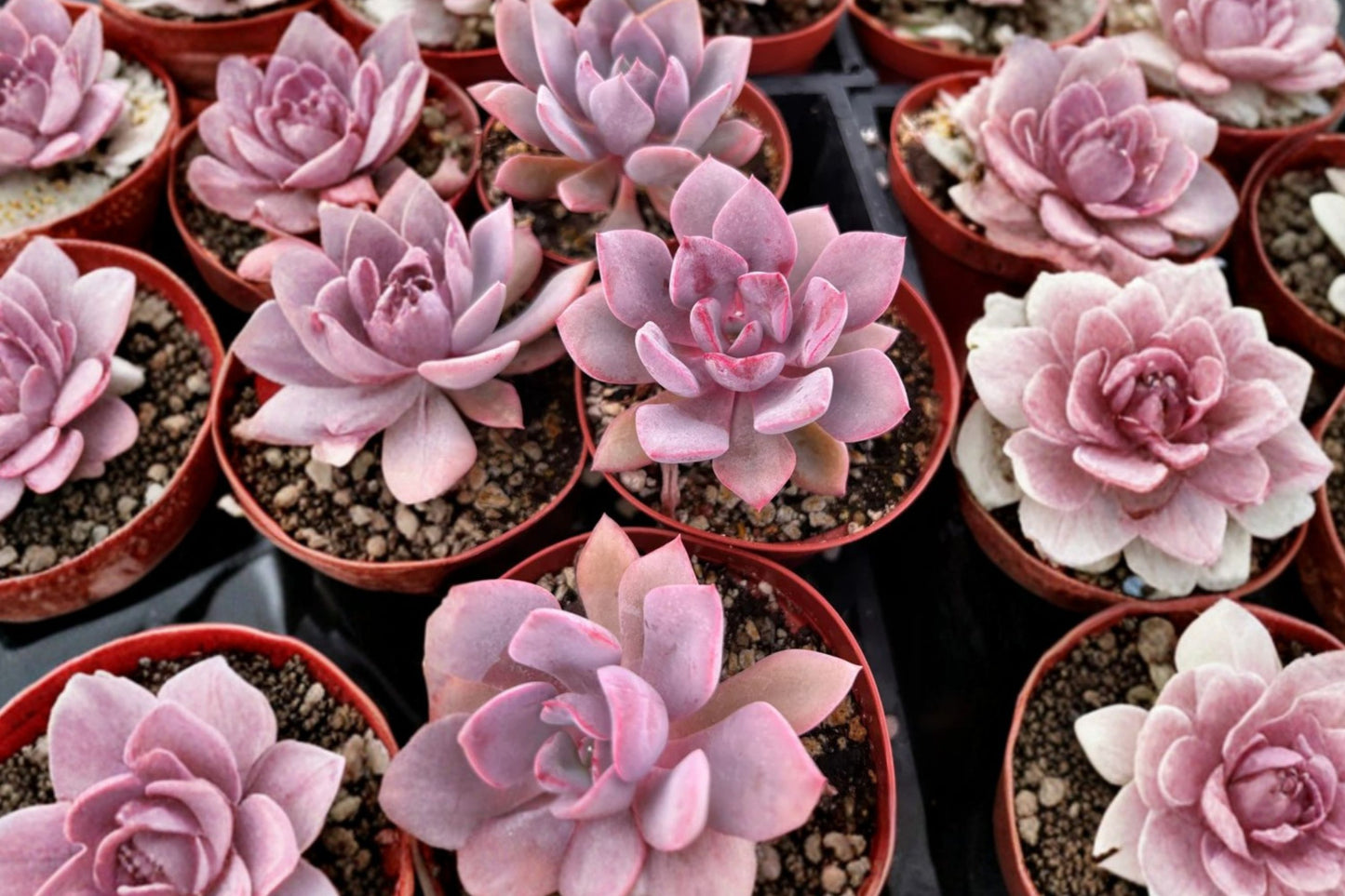 Graptoveria 'Debbie' Live Plant | Pink Purple Rosette Succulent | Easy Care Starter Plant