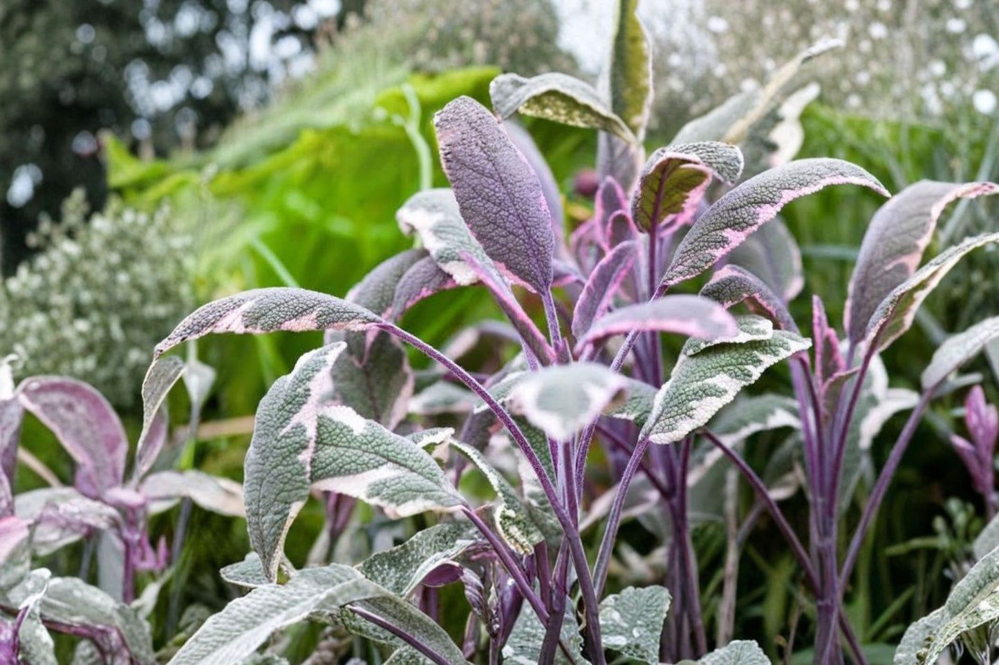 Tricolor Sage Live Plant | Salvia officinalis 'Tricolor' | Variegated Culinary Herb Starter Plant