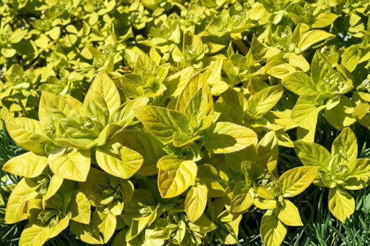 Golden Marjoram Live Plant | Origanum majorana 'Aurea' | Fragrant Culinary Herb Starter Plant