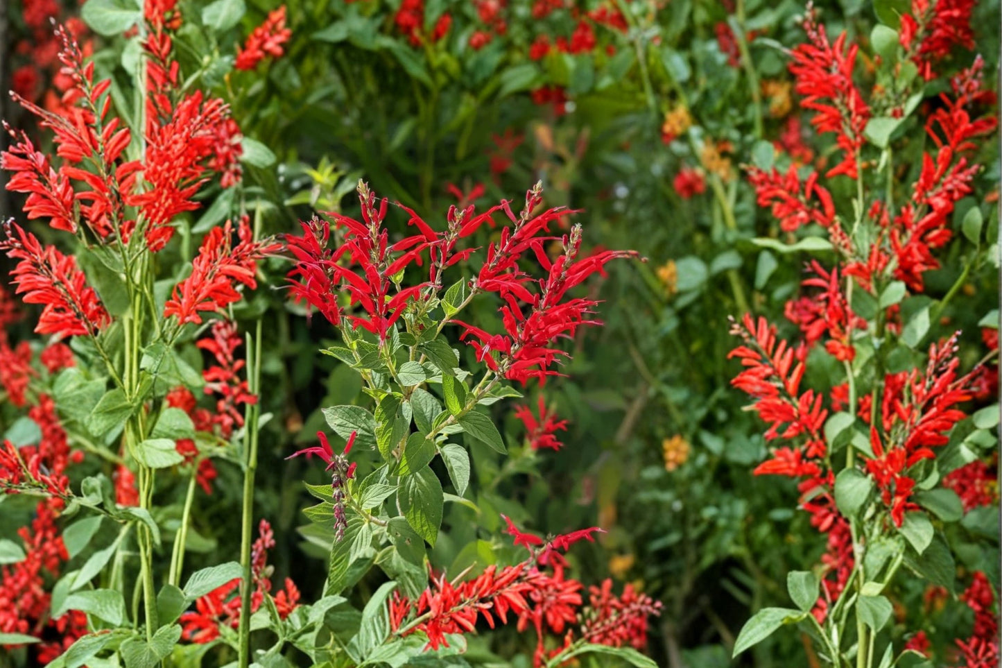 Pineapple Sage Live Plant | Salvia elegans | Fragrant Culinary Herb & Hummingbird Starter Plant