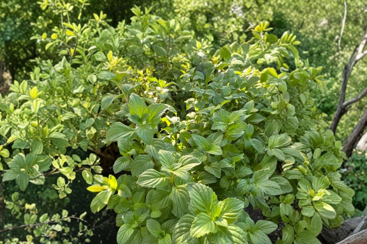 Orange Mint Live Plant | Mentha × piperita f. citrata | Citrus-Scented Culinary Herb Starter Plant