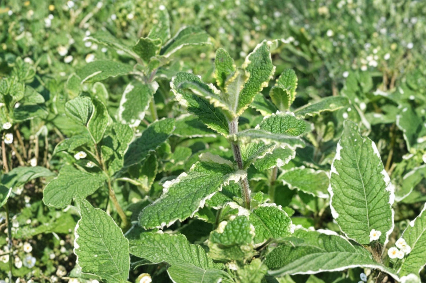 Pineapple Mint Live Plant | Mentha suaveolens 'Variegata' | Variegated Culinary Herb Starter Plant