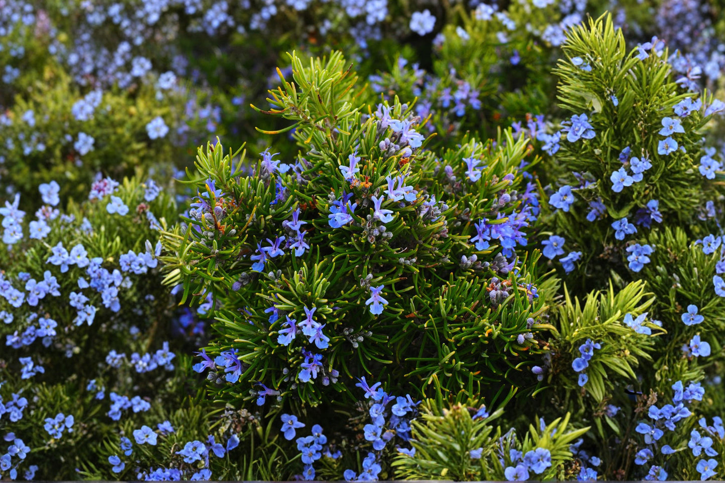 Rosemary Live Plant | Salvia rosmarinus | Fragrant Culinary Herb Starter Plant for Indoor & Outdoor Gardens