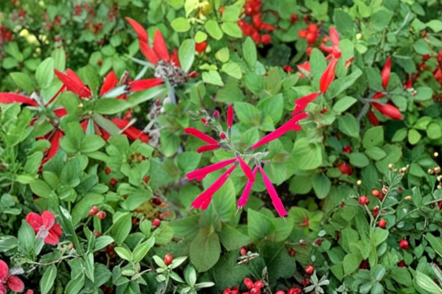 Honey Melon Sage Live Plant | Salvia elegans 'Honey Melon' | Fragrant Herb & Pollinator Starter Plant
