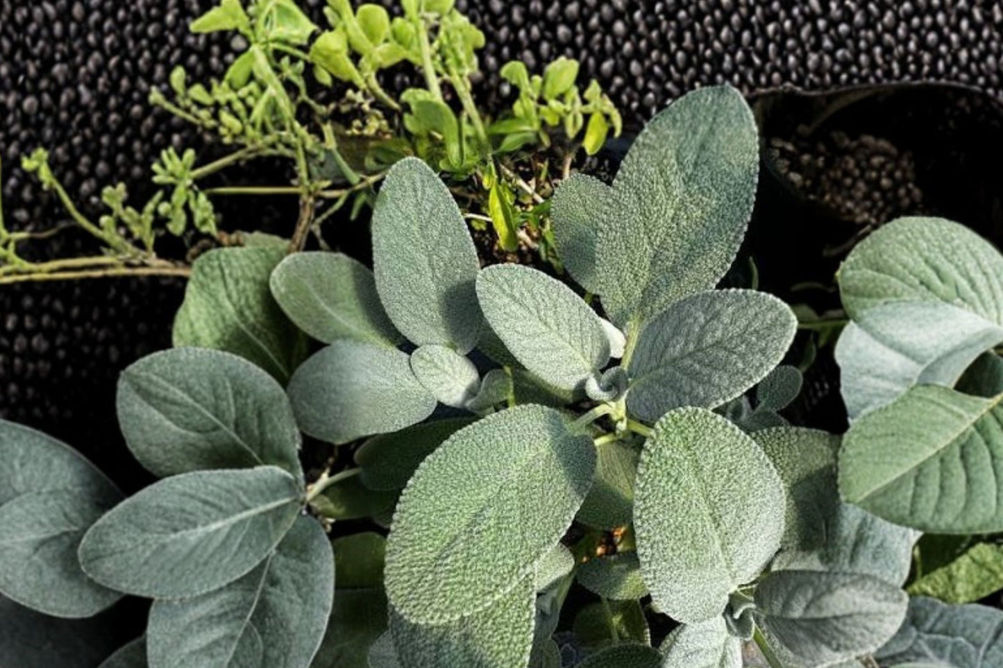 Berggarten Sage Live Plant | Salvia officinalis 'Berggarten' | Culinary Herb Starter Plant