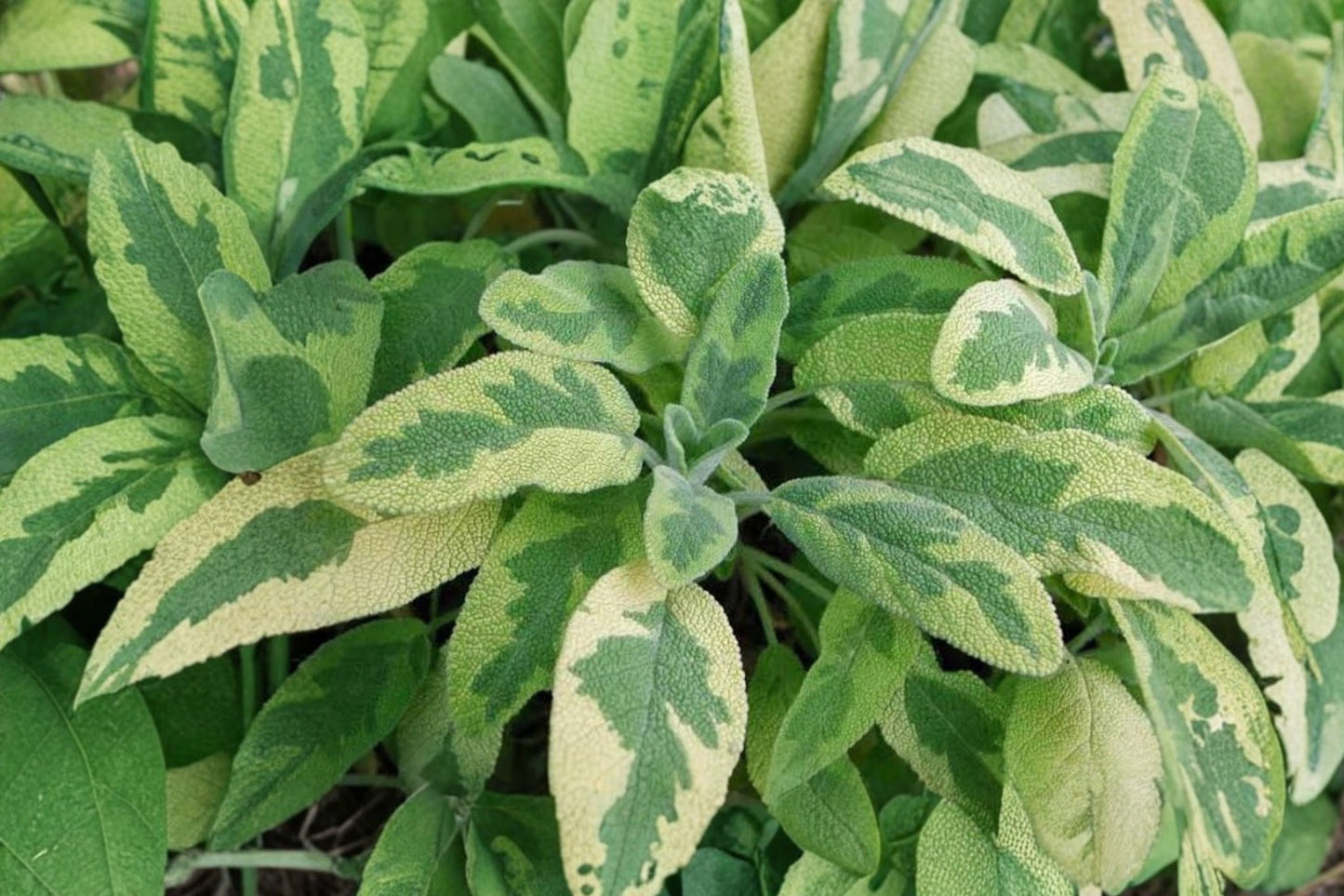 Icterina Sage Live Plant | Salvia officinalis 'Icterina' | Variegated Culinary Herb Starter Plant