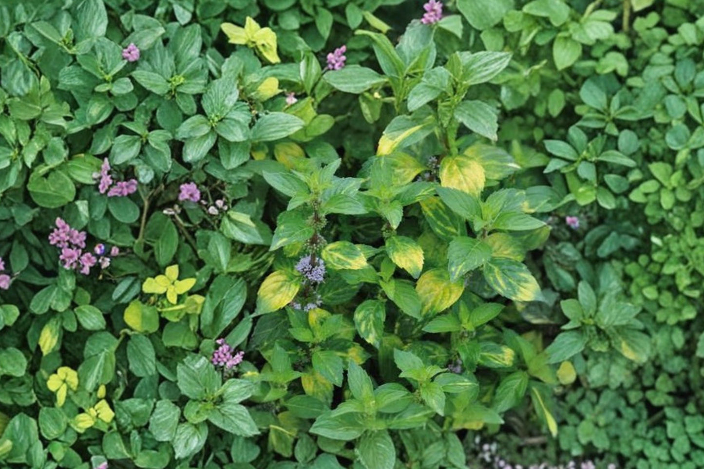 Variegated Ginger Mint Live Plant | Mentha × gracilis 'Variegata' | Fragrant Culinary Herb Starter Plant