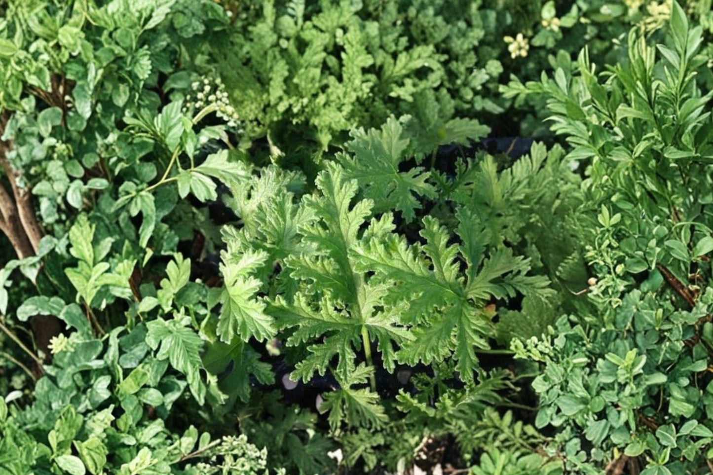 Citronella Geranium Live Plant | Pelargonium citrosum | Lemon-Scented Mosquito Plant Starter