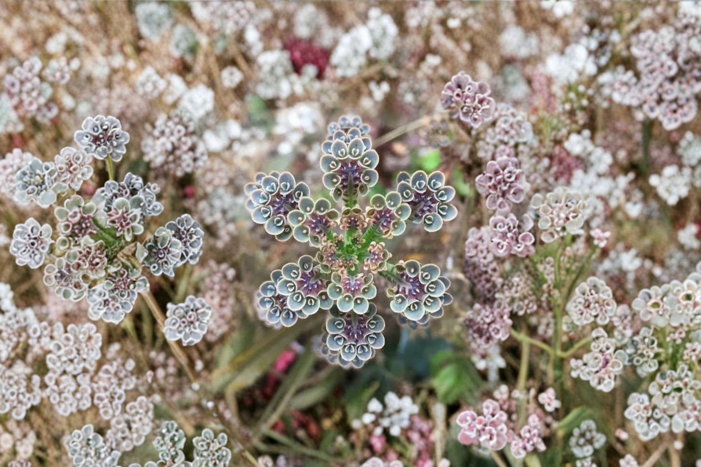 Mother of Millions Live Succulent | Kalanchoe tubiflora | Unique Succulent Starter Plant