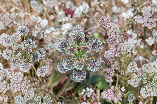 Mother of Millions Live Succulent | Kalanchoe tubiflora | Unique Succulent Starter Plant