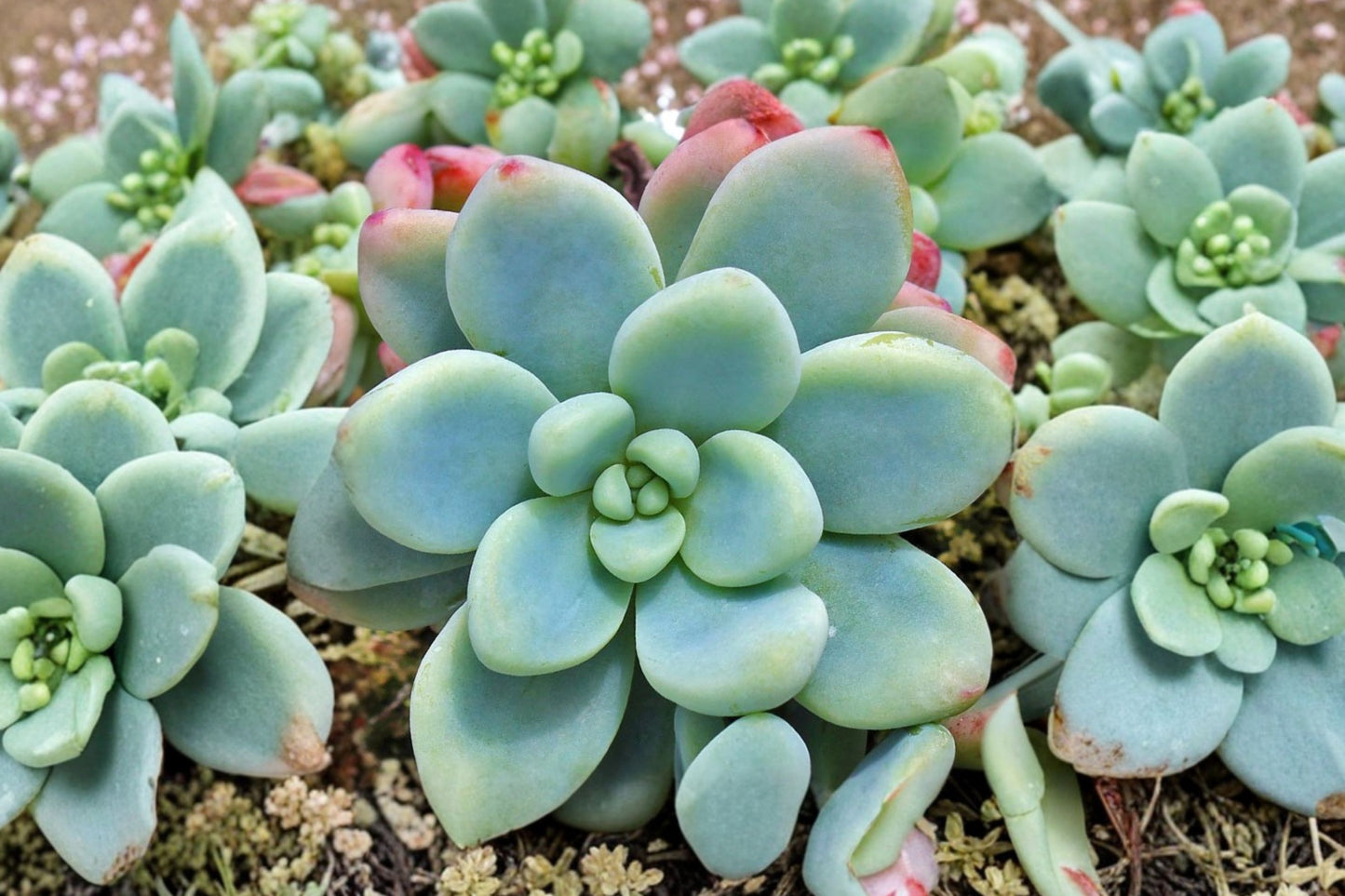 Sedum Clavatum Live Succulent | Sedum clavatum | Blue Green Rosette Starter Plant
