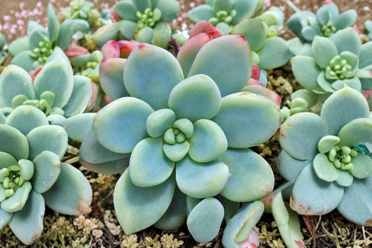 Sedum Clavatum Live Succulent | Sedum clavatum | Blue Green Rosette Starter Plant