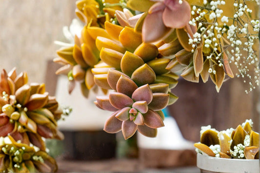Bronze Graptosedum Live Succulent | × Graptosedum 'Bronze' | Easy Care Rosette Starter Plant