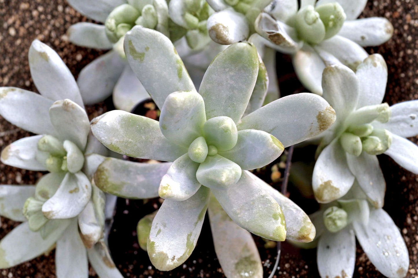 Graptosedum 'Francesco Baldi' Live Succulent | Blue Green Rosette Starter Plant | Easy Care Succulent