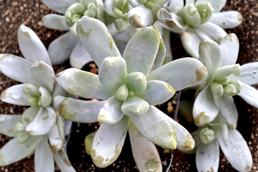 Graptosedum 'Francesco Baldi' Live Succulent | Blue Green Rosette Starter Plant | Easy Care Succulent