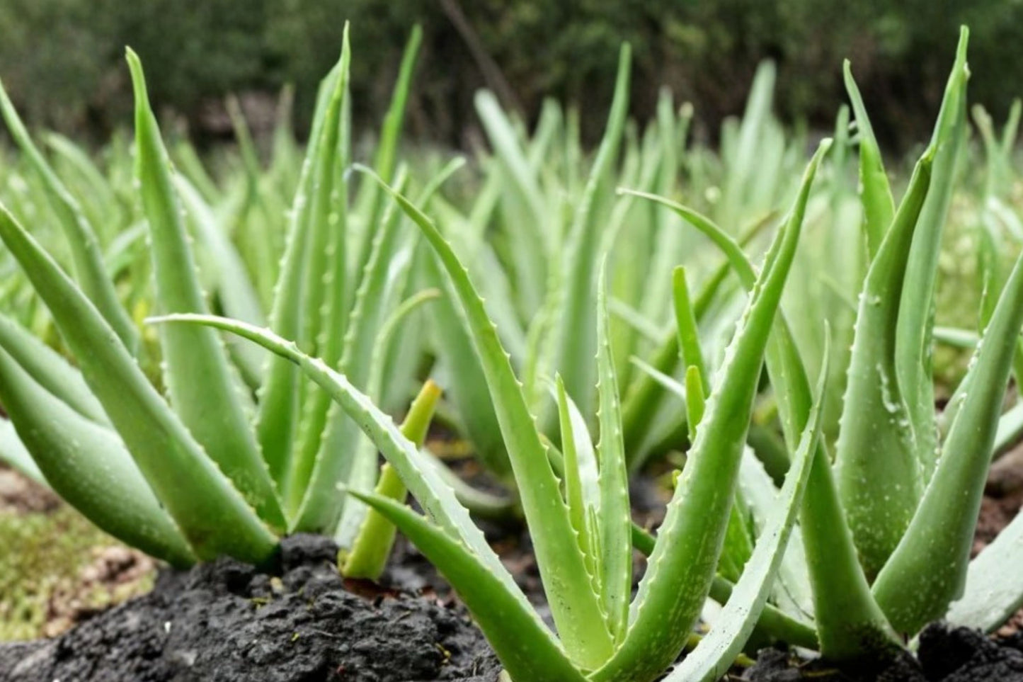 Aloe Vera Live Plant | Aloe vera | Easy Care Medicinal Succulent Starter Plant