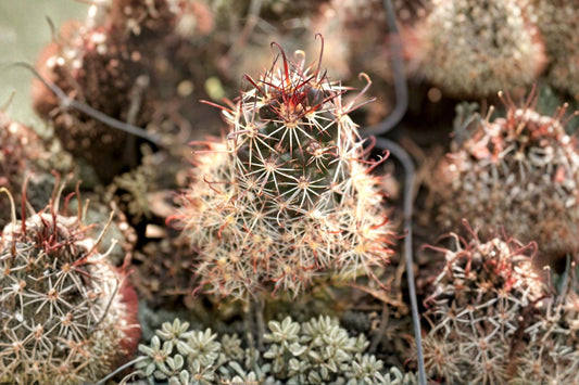 Fishhook Cactus Live Plant | Mammillaria | Easy Care Flowering Cactus Starter Plant