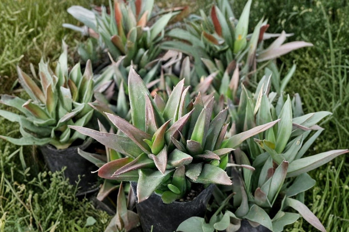 Alworthia 'Black Gem' Live Succulent | Dark Aloe Hybrid Starter Plant | Easy Care Houseplant