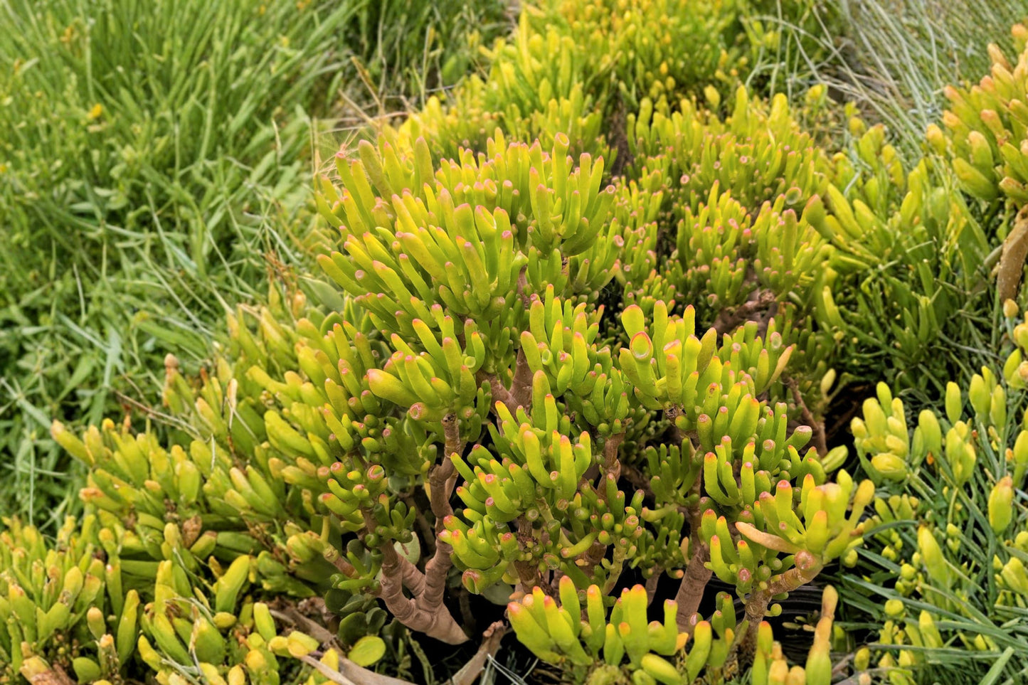 Gollum Jade Live Succulent | Crassula ovata 'Gollum' | Hobbit Jade Starter Plant