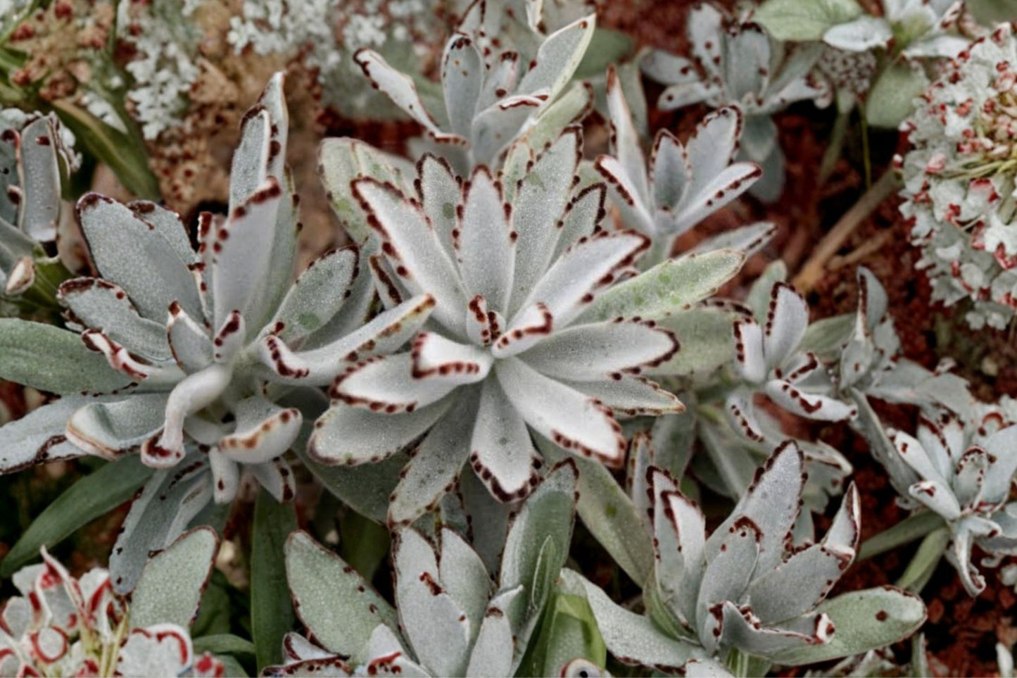 Panda Plant Live Succulent | Kalanchoe tomentosa | Fuzzy Succulent Starter Plant
