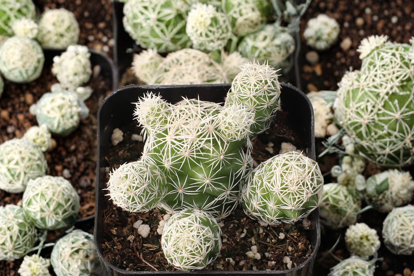 Thimble Cactus Live Plant | Mammillaria gracilis | Easy Care Clumping Cactus Starter Plant
