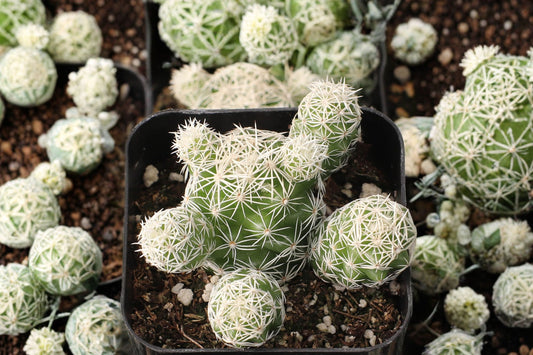 Thimble Cactus Live Plant | Mammillaria gracilis | Easy Care Clumping Cactus Starter Plant