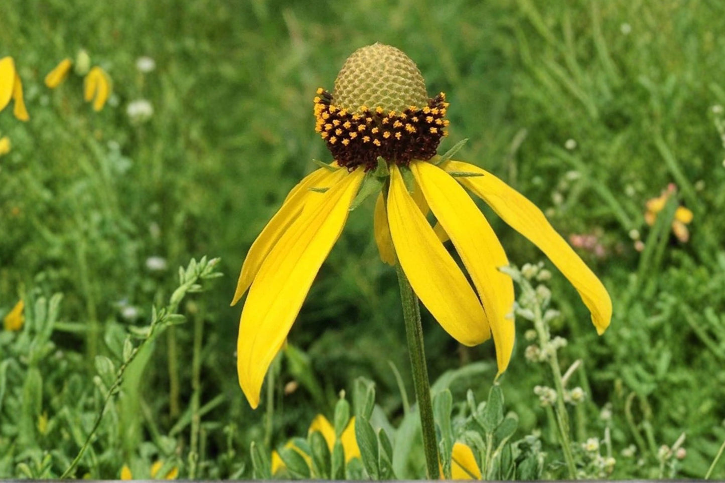 Yellow Coneflower Live Plant | Ratibida pinnata | Native Pollinator Perennial Starter Plant