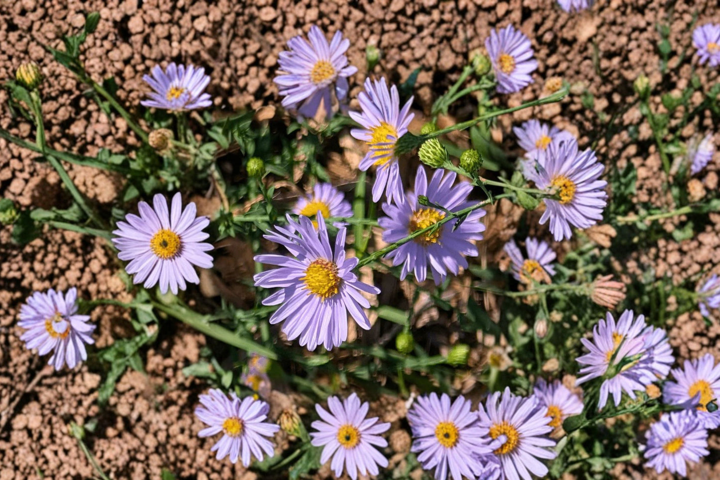 Smooth Blue Aster Live Plant | Symphyotrichum laeve | Native Pollinator Perennial Starter Plant