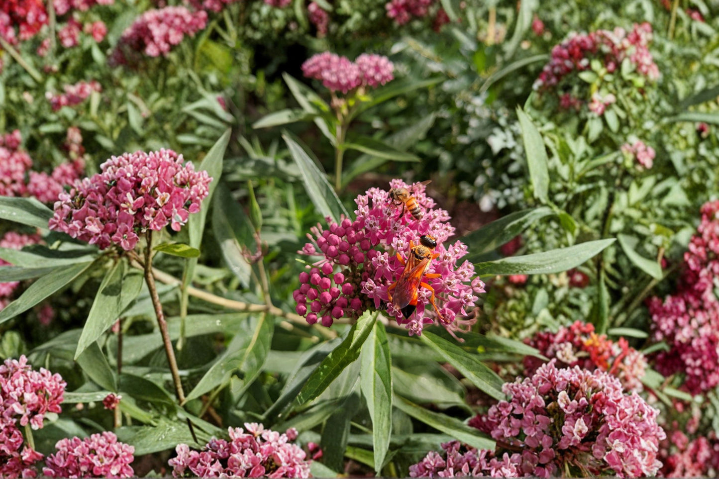 Rose Swamp Milkweed Live Plant | Asclepias incarnata | Native Butterfly Pollinator Starter Plant