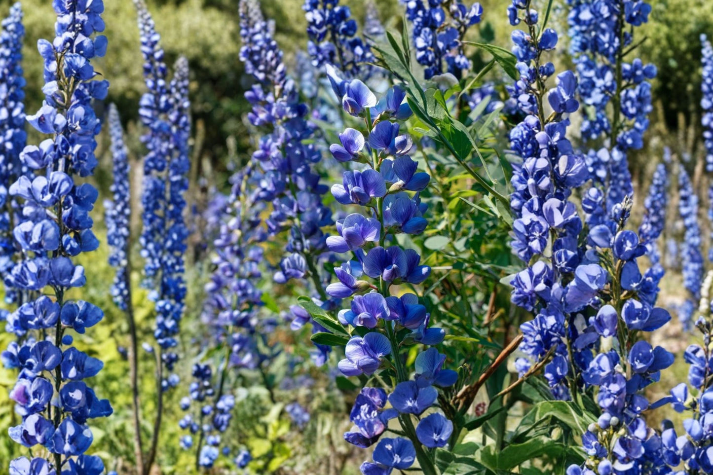 Blue Wild Indigo Live Plant | Baptisia australis | Native Pollinator Perennial Starter Plant