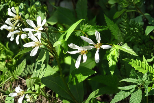 Indian Physic Live Plant | Porteranthus stipulatus | Native Woodland Perennial Starter Plant