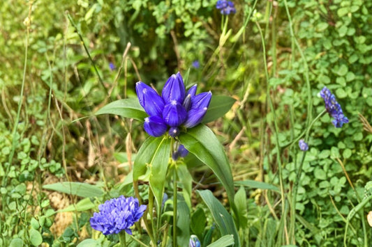 Bottle Gentian Live Plant | Gentiana andrewsii | Native Pollinator Perennial Starter Plant