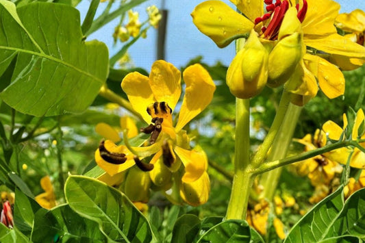 Wild Senna Live Plant | Senna hebecarpa | Native Pollinator Perennial Starter Plant