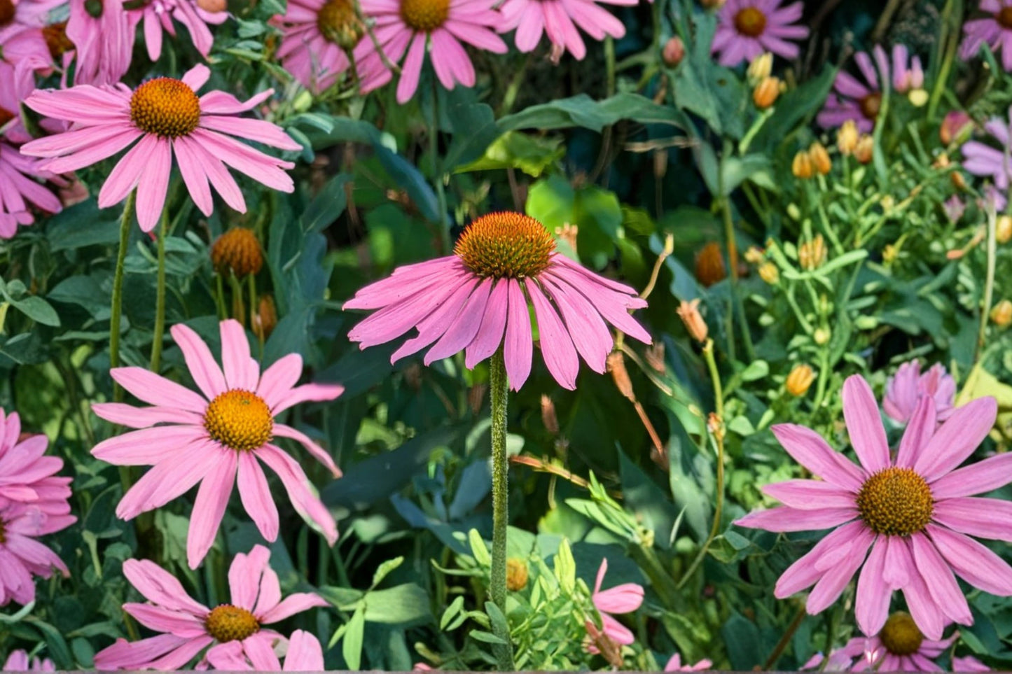 Purple Coneflower Live Plant | Echinacea purpurea | Native Pollinator Perennial Starter Plant