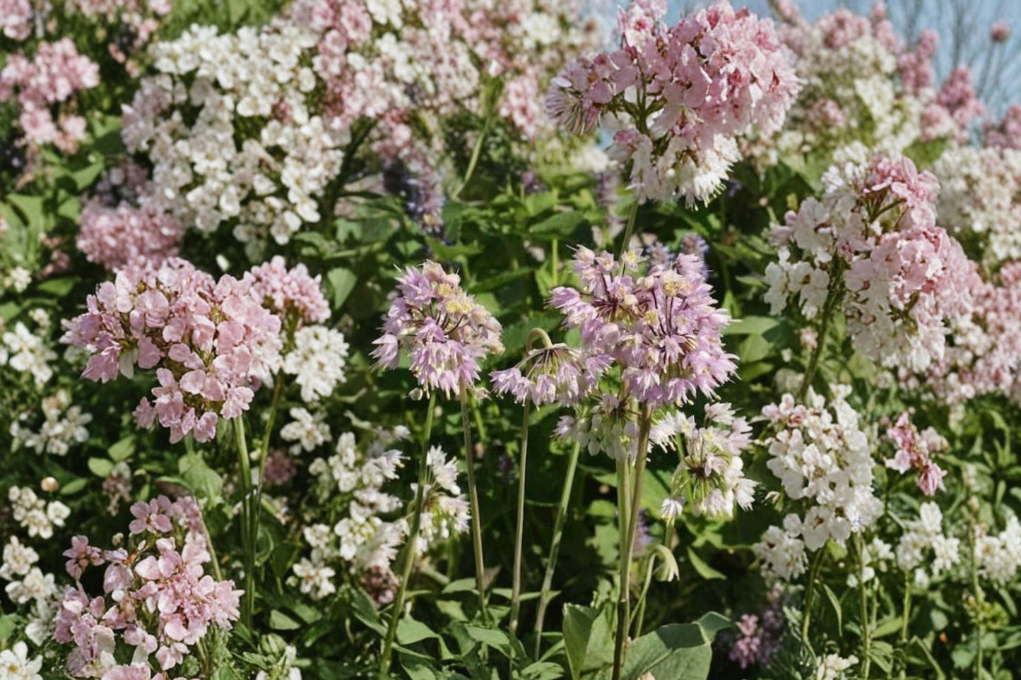 Nodding Onion Live Plant | Allium cernuum | Native Pollinator Perennial Starter Plant